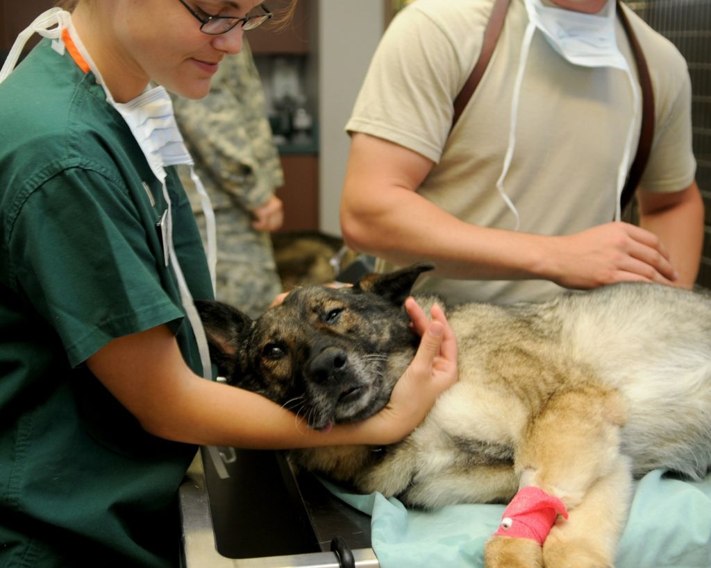 chien soins vétérinaires