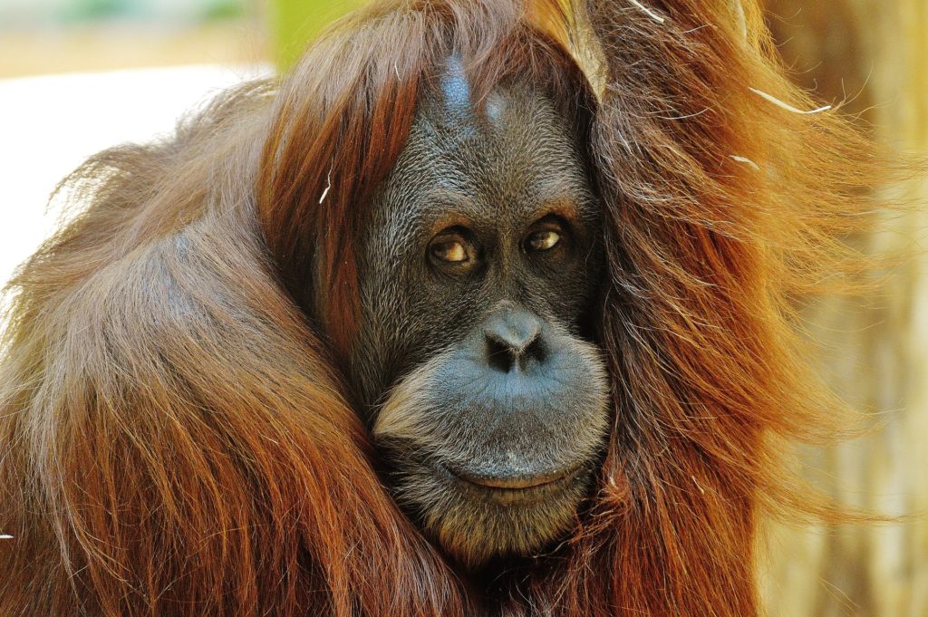 Orang-outan, liste rouge des espèces menacées