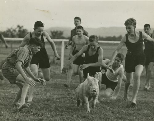 rencontre animal et société