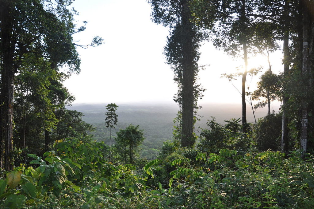 orpaillage guyane