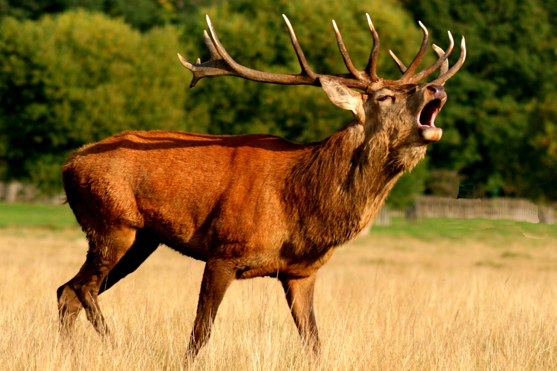 Animaux sauvages à l'état de liberté - La Fondation Droit Animal, Ethique  et Sciences