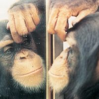 test miroir chimpanzé