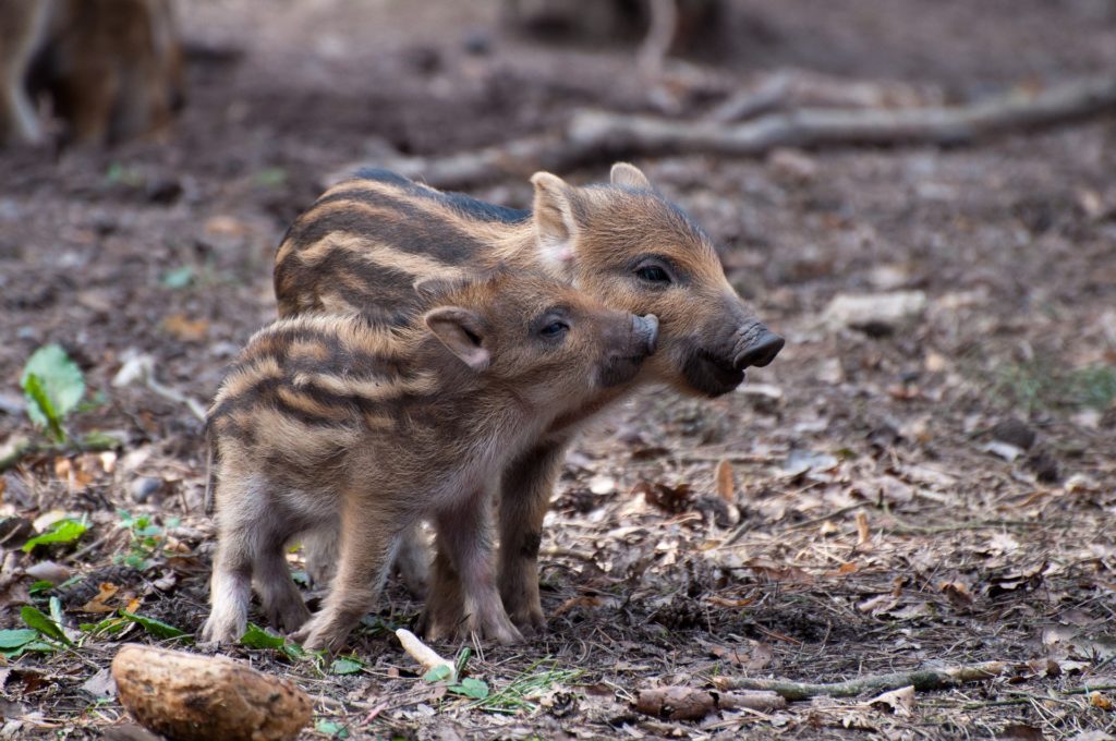 sanglier marcassin