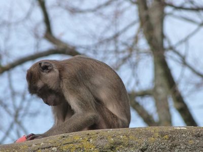 macaque crabier