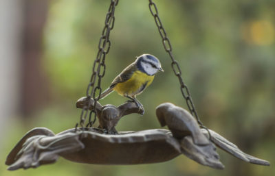 mésange charbonnière