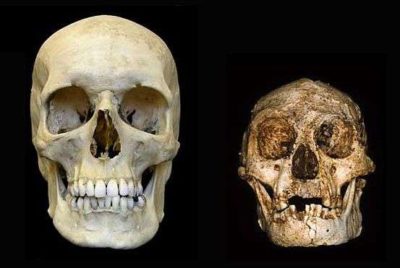 Crâne humain contemporain et l’Homme de Florès