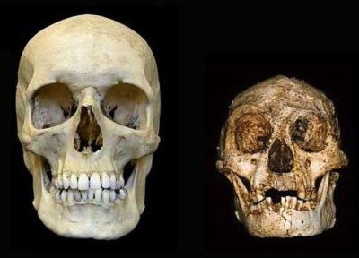 Crâne humain contemporain et l’Homme de Florès