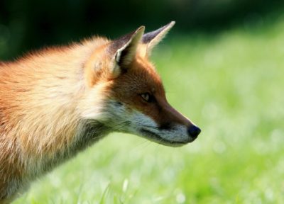 fox renard animal sauvage
