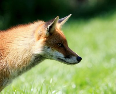 fox renard animal sauvage