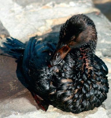 marée noire canard écologie
