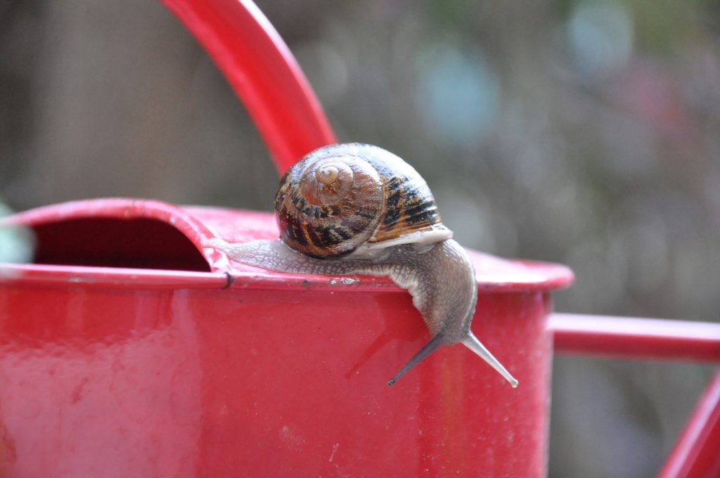 escargot sur un arrosoir