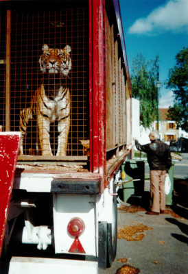 cirques animaux sauvages captifs tigre