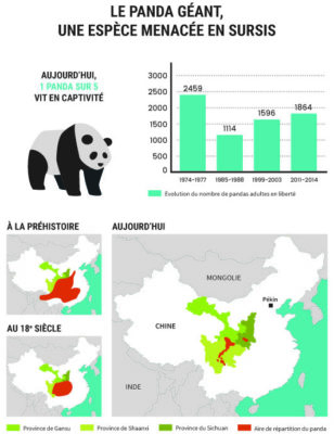 Le panda géant, une espèce menacée en sursis