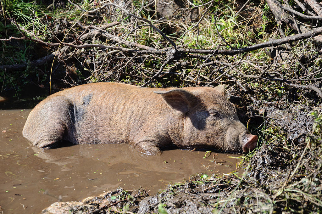 vie d'un porc