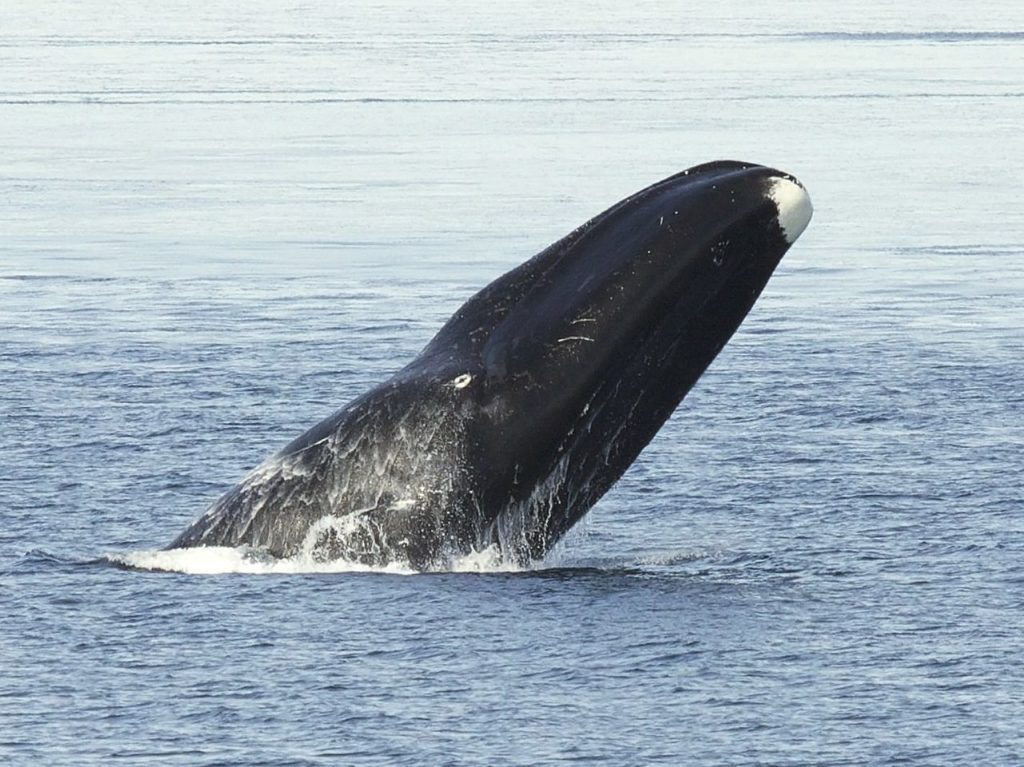 baleine boréale, communication animale