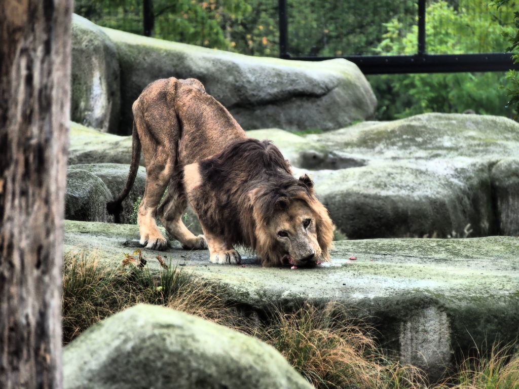 zoo paris lion
