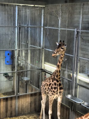 girafe parc zoologique paris