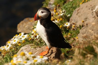 Macareux moine (Fratercula arctica)