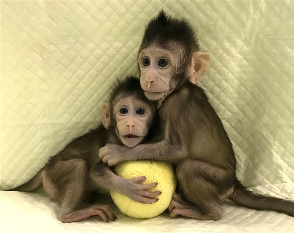 clonage macaque