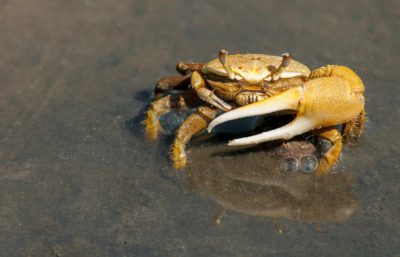 Crabe violoniste Uca pugilator, communication animale