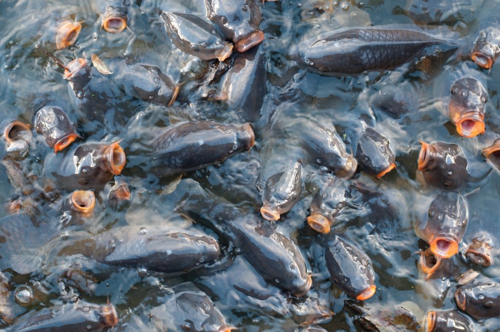 poisson pêche