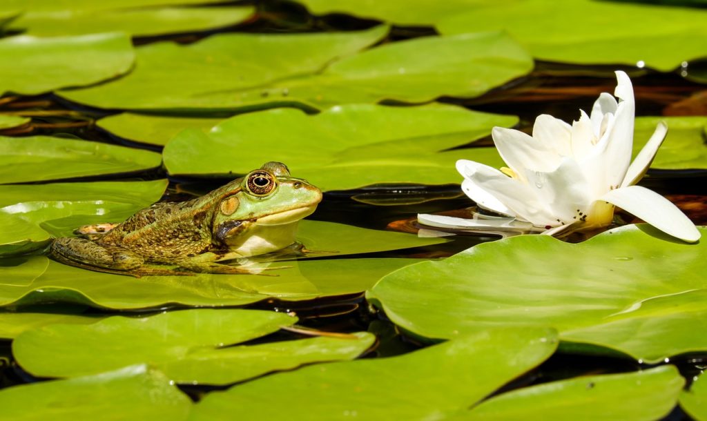 grenouille mare