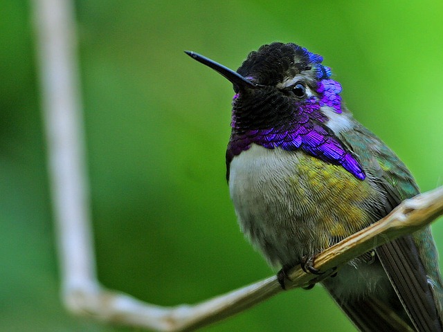 colibri de costa, communication animale