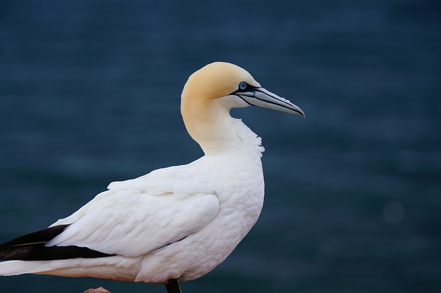 Fou de bassan (Morus bassanus)