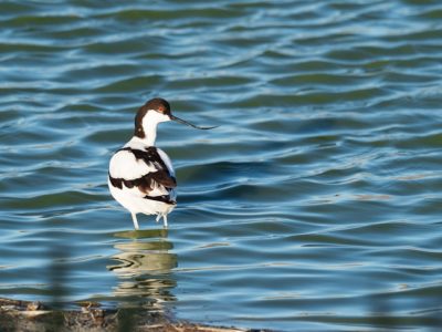 Avocette élégante (Recurvirostra avosetta)