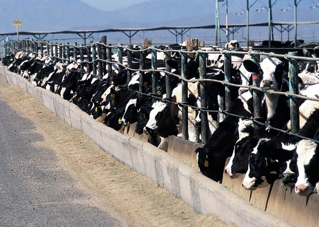 élevage vaches laitières