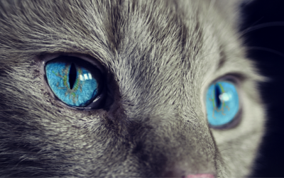 yeux de chat