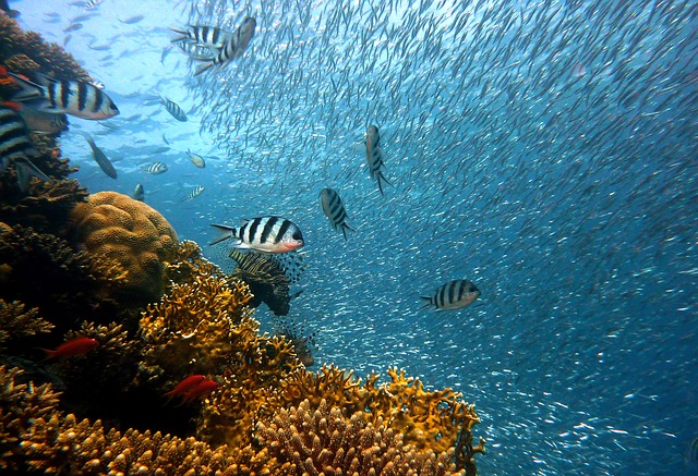 poissons tropicaux pêche au cyanure