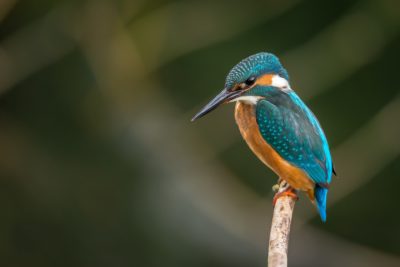 Martin-pêcheur, liste rouge des espèces menacées