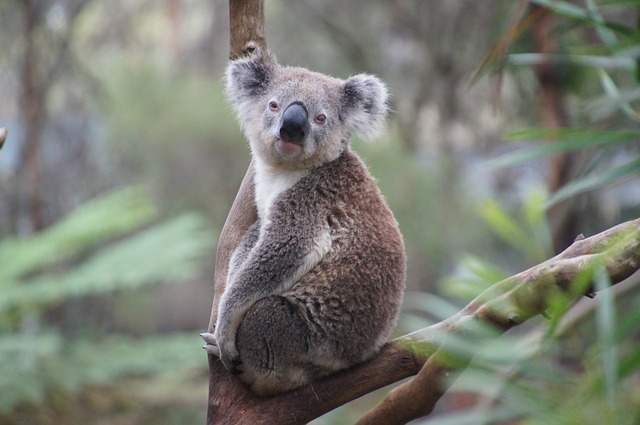 Koala, liste rouge des espèces menacées