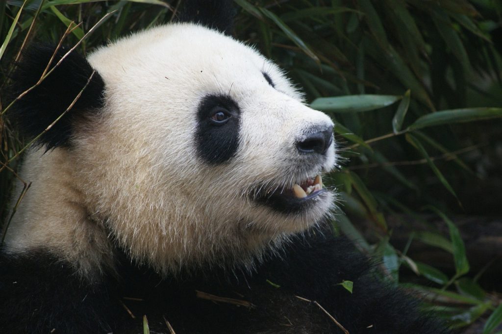 Panda, liste rouge des espèces menacées