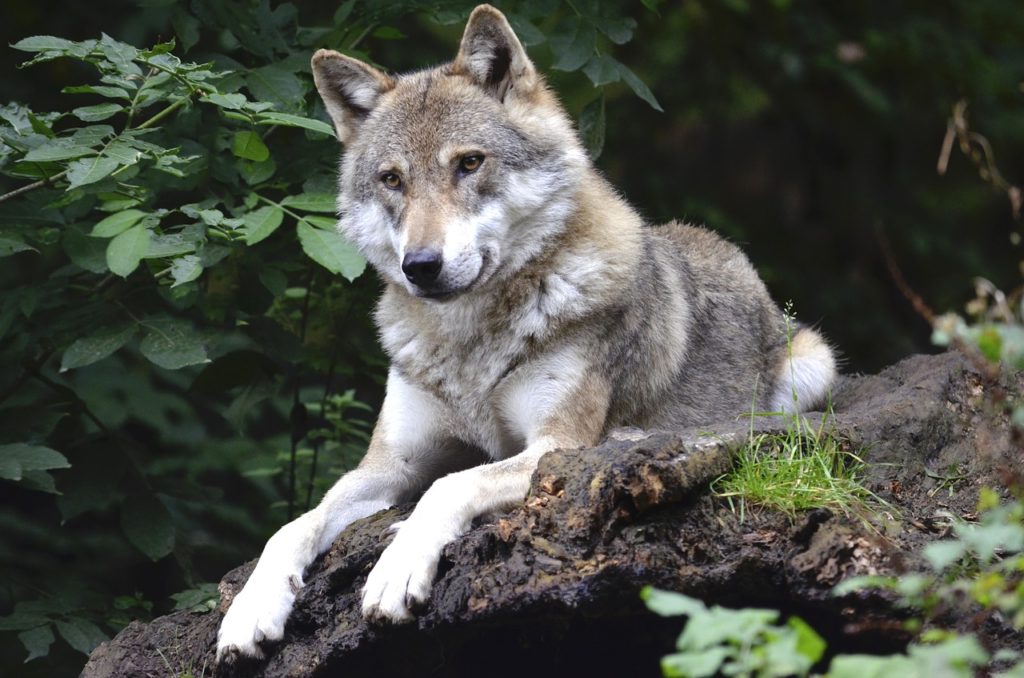 prédateurs, loup