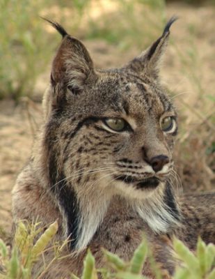 Lynx espèces en danger