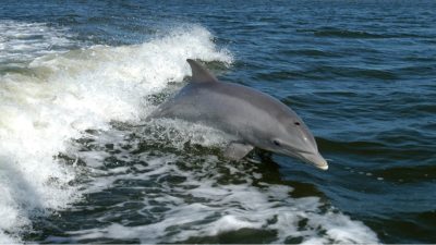 dauphins espèces en danger