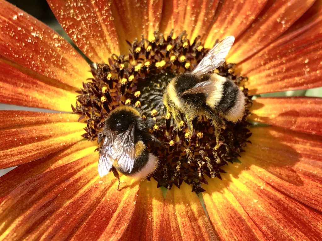 bordons espèces en danger