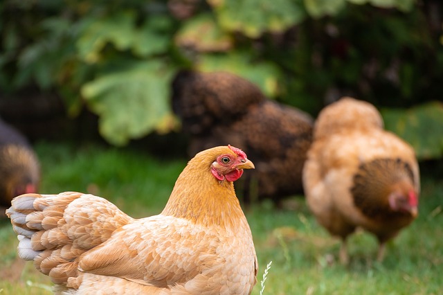 étiquetage bien-être animal poules