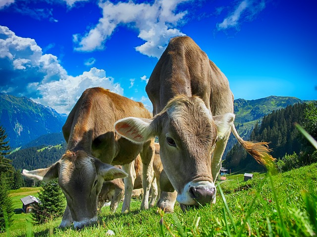 L'éveil à la sensibilité et la conscience animale d'un praticien rural