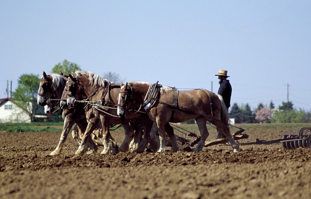 Chevaux travaillant sur un terrain agricole, sous la supervision de l'agriculteur 