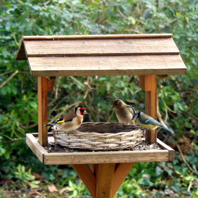 Nourrir les oiseaux en hiver : ce que nous dit la science