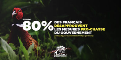 Plus de 80 % des Français désapprouvent les mesures pro-chasse du gouvernement