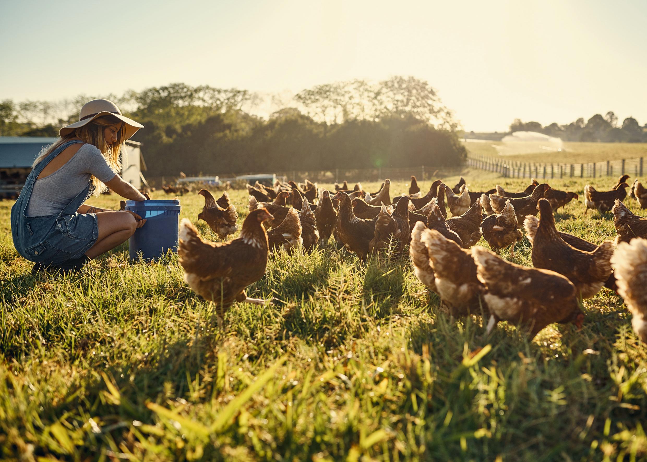 Is Animal Welfare Better on Smaller Farms?