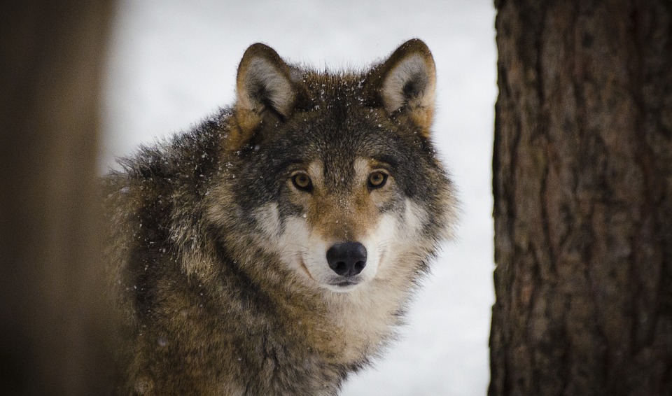 Le loup, cet animal écologique – Le génie des bêtes