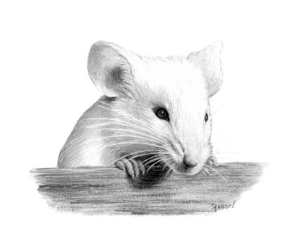 La souris : infos et conseils d'élevage
