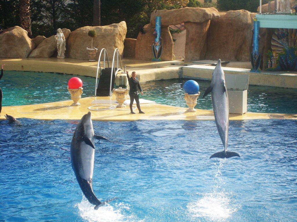 Dauphins dans un delphinarium