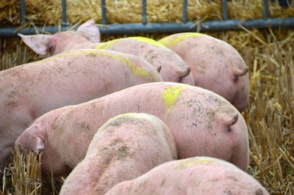 25 ans d'interdiction de la coupe de queue chez les porcs