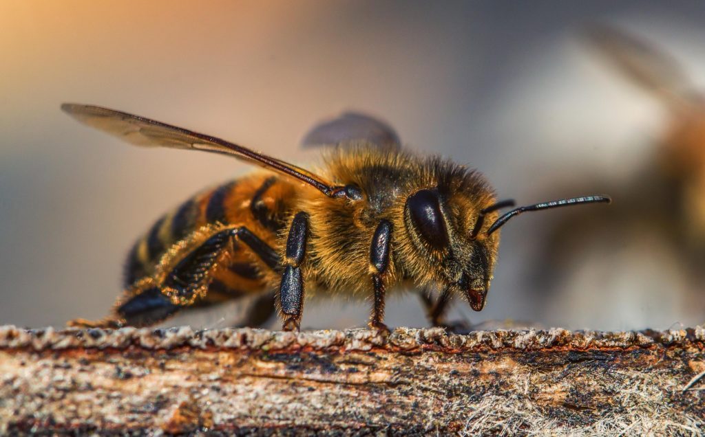 L'abeille et la ruche